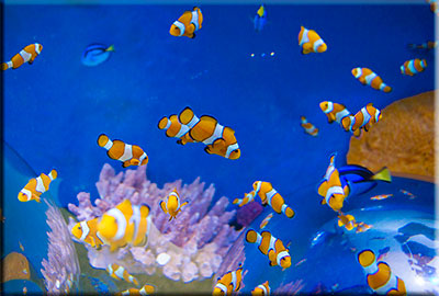 Clownfish Display