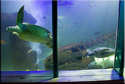 Green Sea Turtles