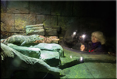 Crocodiles