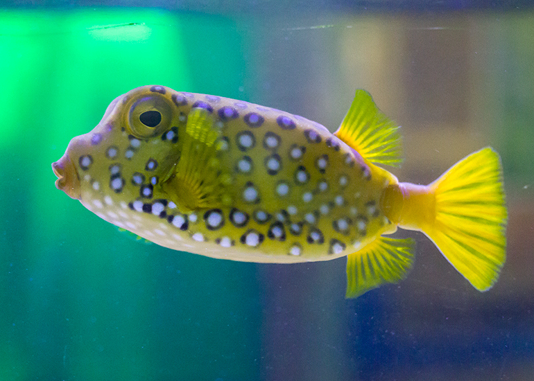 Long Horned Cow Fish (Lactoria cornuta)