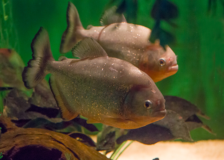 Piranha