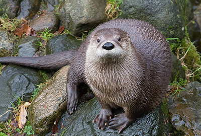 Lewis, North American River Otter