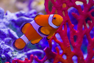 Clown Fish