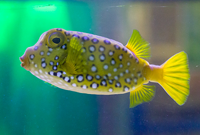 Long Horned Cow Fish