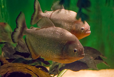 Piranha