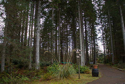 Woodland Walk