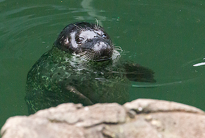 Boo, Resident Common Seal