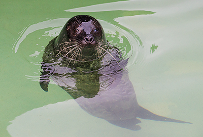 Boo, Resident Common Seal