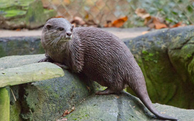 Otters