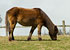 Bracken