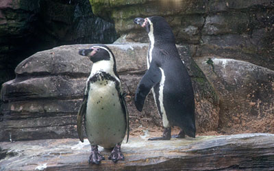 Penguins