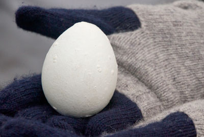 Penguins Egg