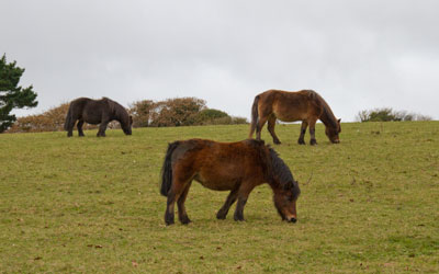 Ponies