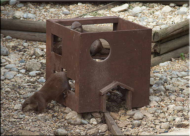 Otters in their playhouse