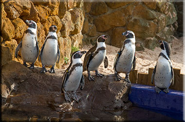 Penguins - Use photo 8784