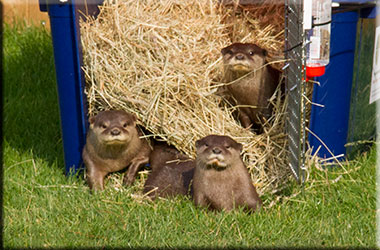 Otters