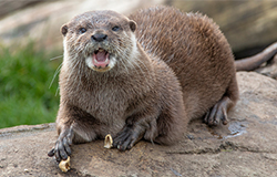 Sad passing of Summer - a much loved Otter in September 2024