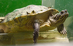 Turtles