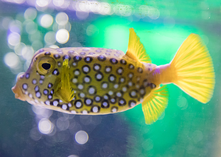 Aquarium