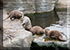 Hunstanton Sea Life Sanctuary