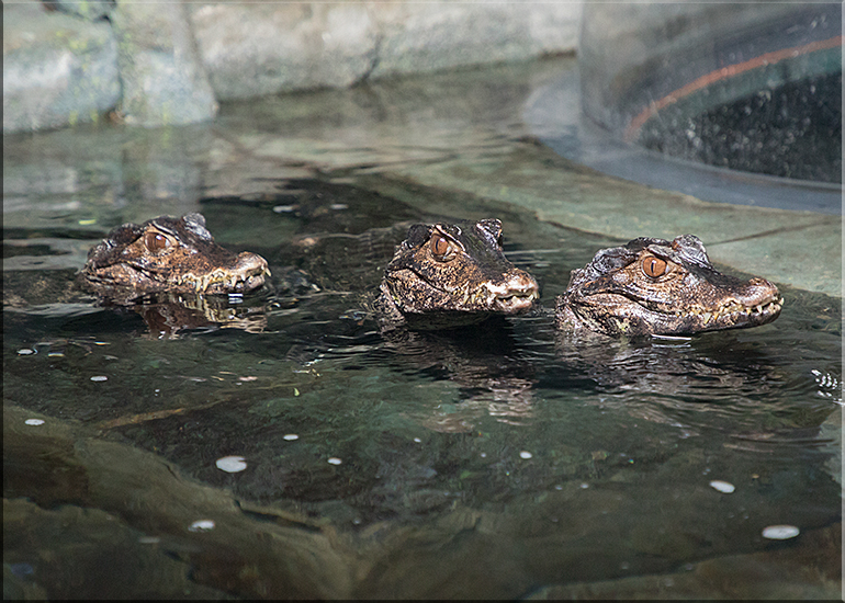 Cuvier's Dwarf Caimen Crocodiles
