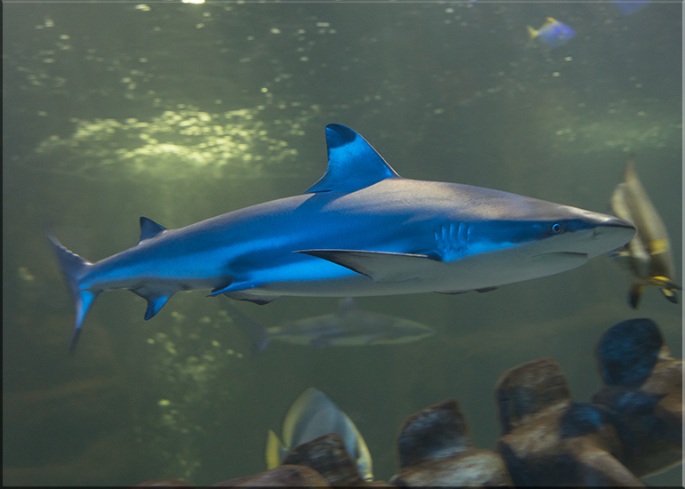 Hunstanton Sea Life - May 2017 news update
