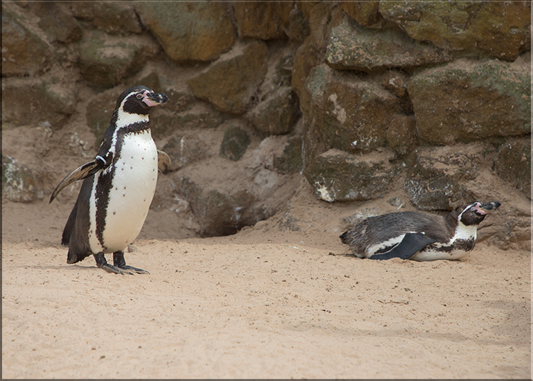 Hunstanton Sea Life - May 2017 news update