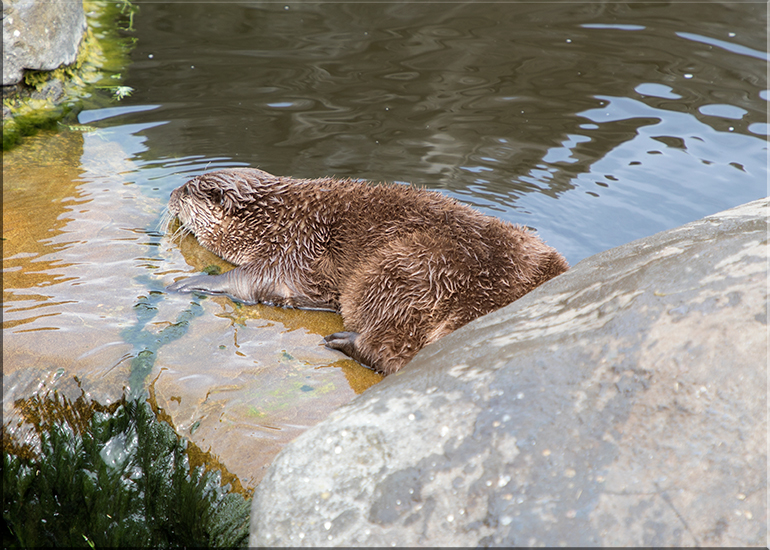 Hunstanton Sea Life - May 2017 news update
