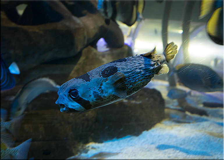 Hunstanton Sea Life - May 2017 news update