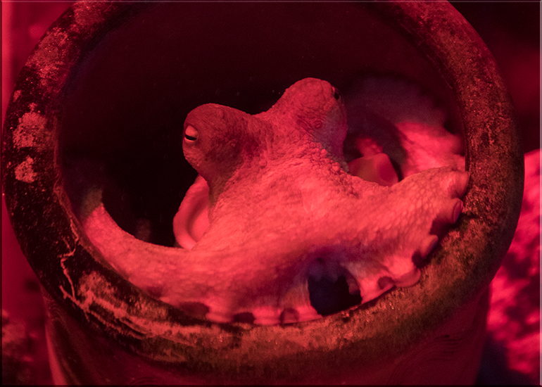 Hunstanton Sea Life - May 2017 news update