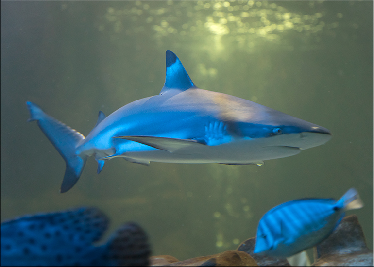 Hunstanton Sea Life - May 2017 news update