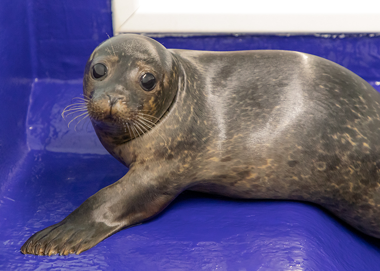 Noddy, rescued seal pup