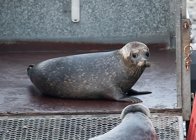 Noddy, rescued seal pup