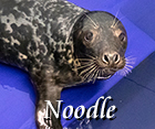 Noodle