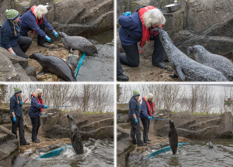 Would you like to interact with the Resident Seals during feeding time?