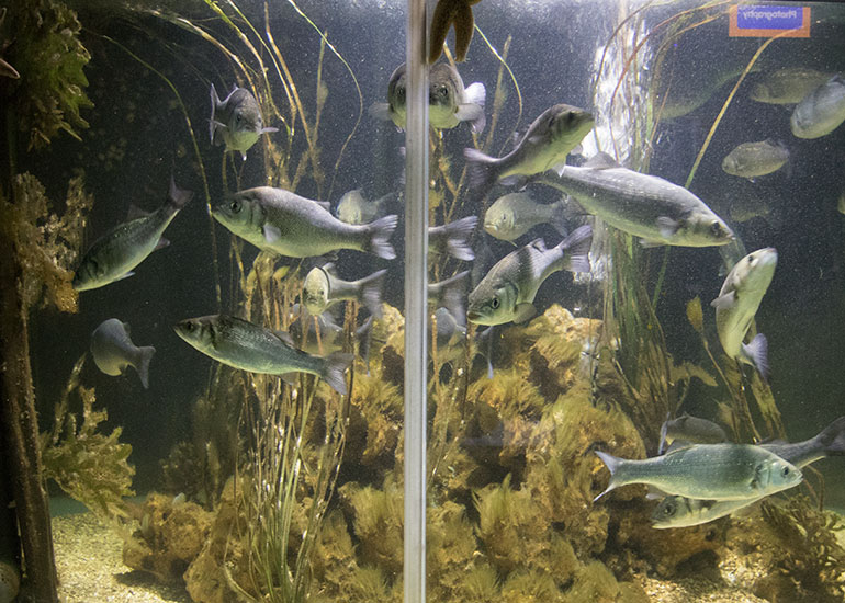 Scottish Sea Life Sanctuary
