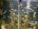Scottish Sea Life Sanctuary