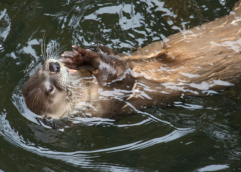 Scottish Sea Life Sanctuary