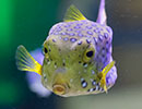 Scottish Sea Life Sanctuary