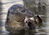 Oban Seals