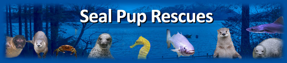 Seal Pups Rescues Index