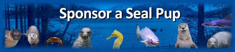 Sponsor a Seal Pup