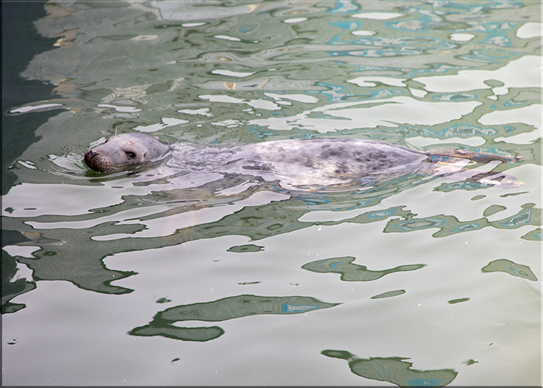 Obi Wan - photo taken on 15th April 2017