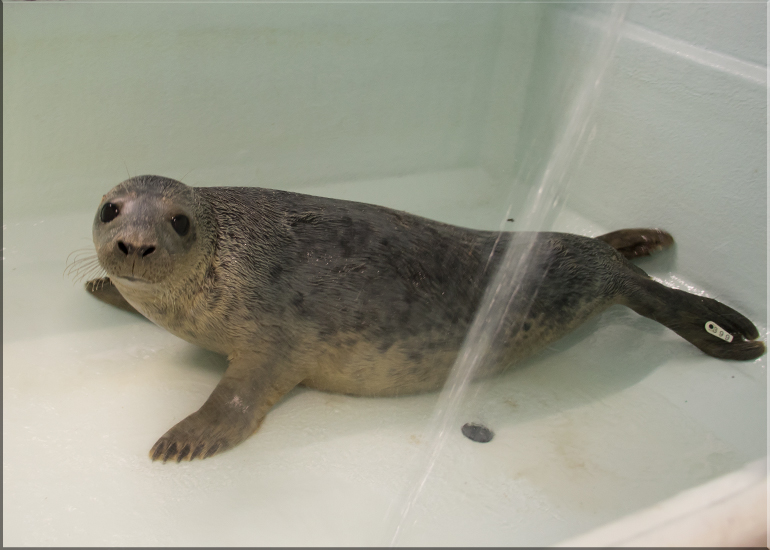 Obi Wan - photo taken on 26th April 2017