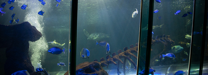 Ocean Tank