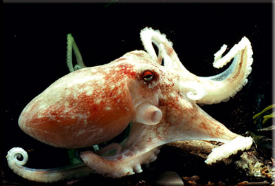 Octopus Survives To Become A Sea Life Star