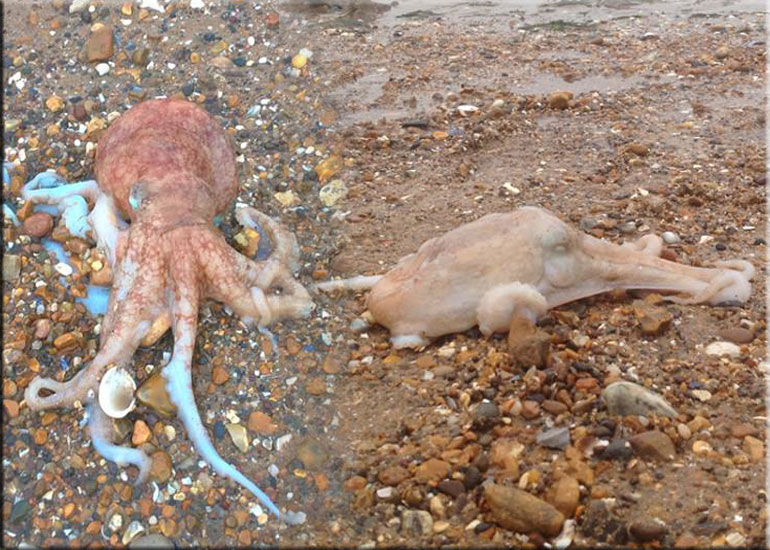 Two rescued octopuses