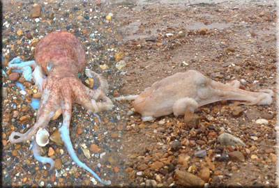 Two rescued Octopuses