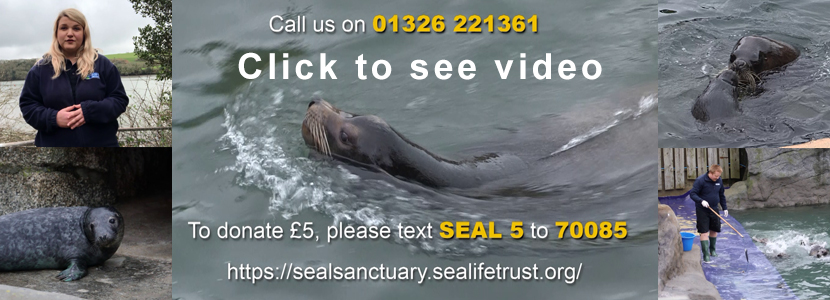 Official Cornish Seal Sanctuary Video