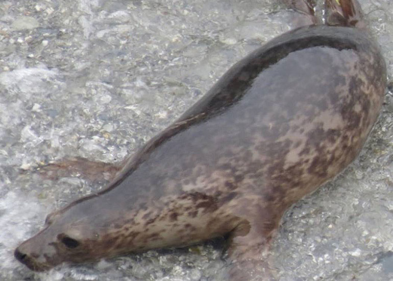 Olaf photo taken by Sue Sayer on 25th May 2015